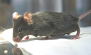 Maus mit Pockenschutzimpfung